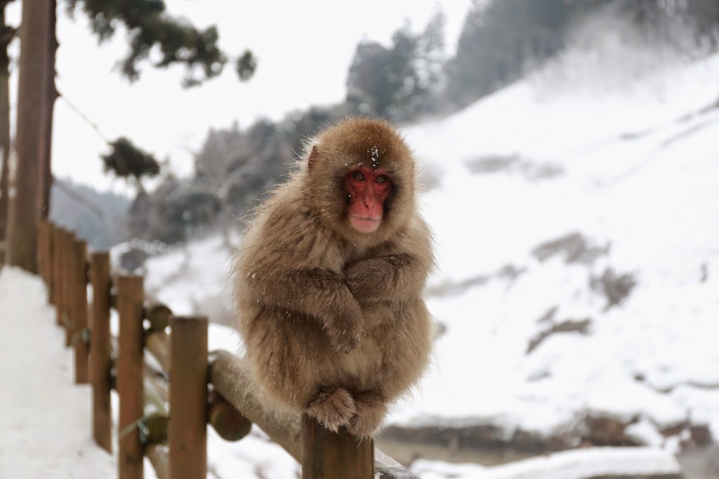Snow Monkey in Winter