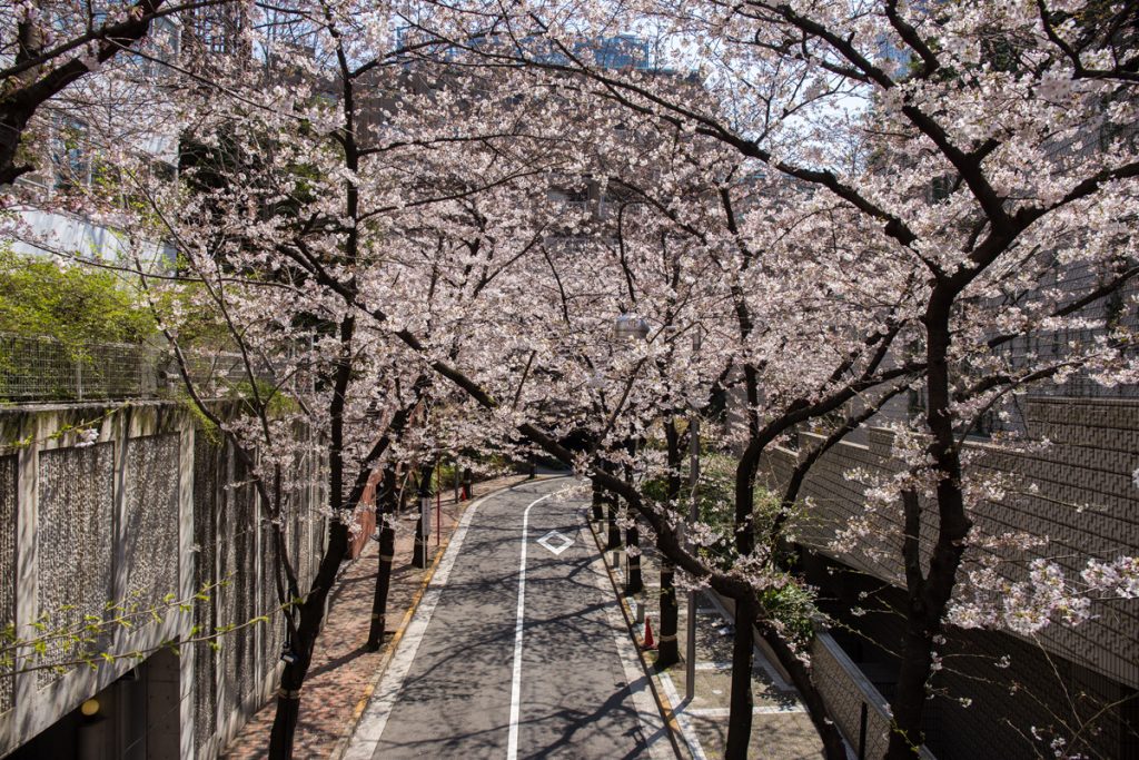 Cherry Blossom Akasaka Sakurazaka