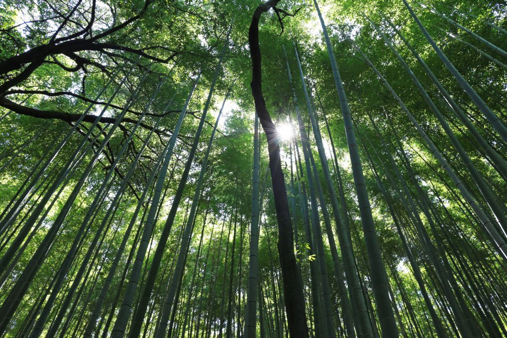 Bamboo Forest Kyoto