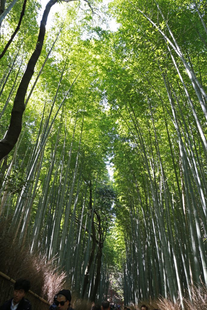 Bamboo Forest Kyoto Arashiyama
