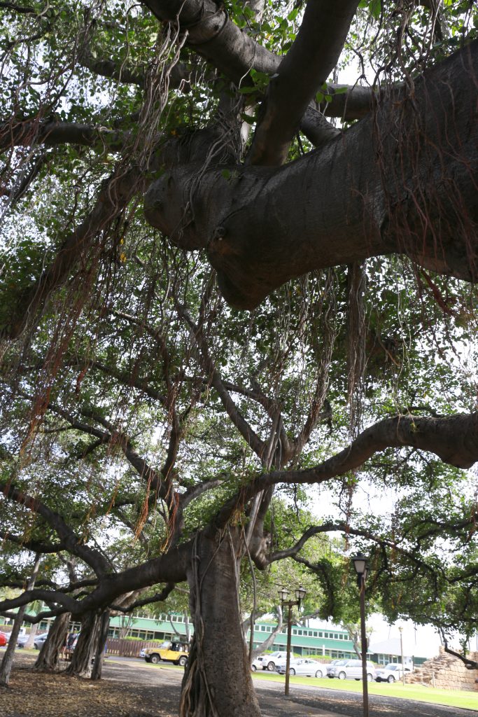 Banyan Tree Laihana Maui