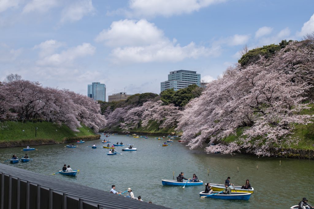 Cherry Blossoms at Chidorigafuchi