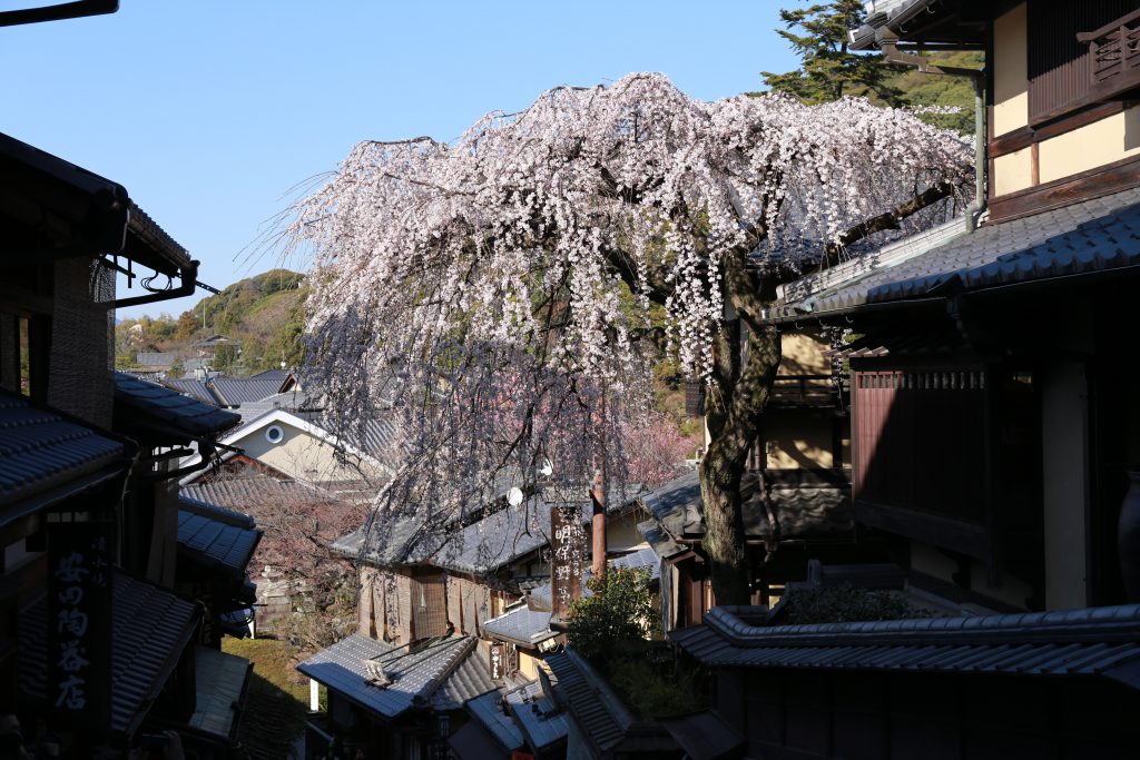 Shidare-zakura Kyoto