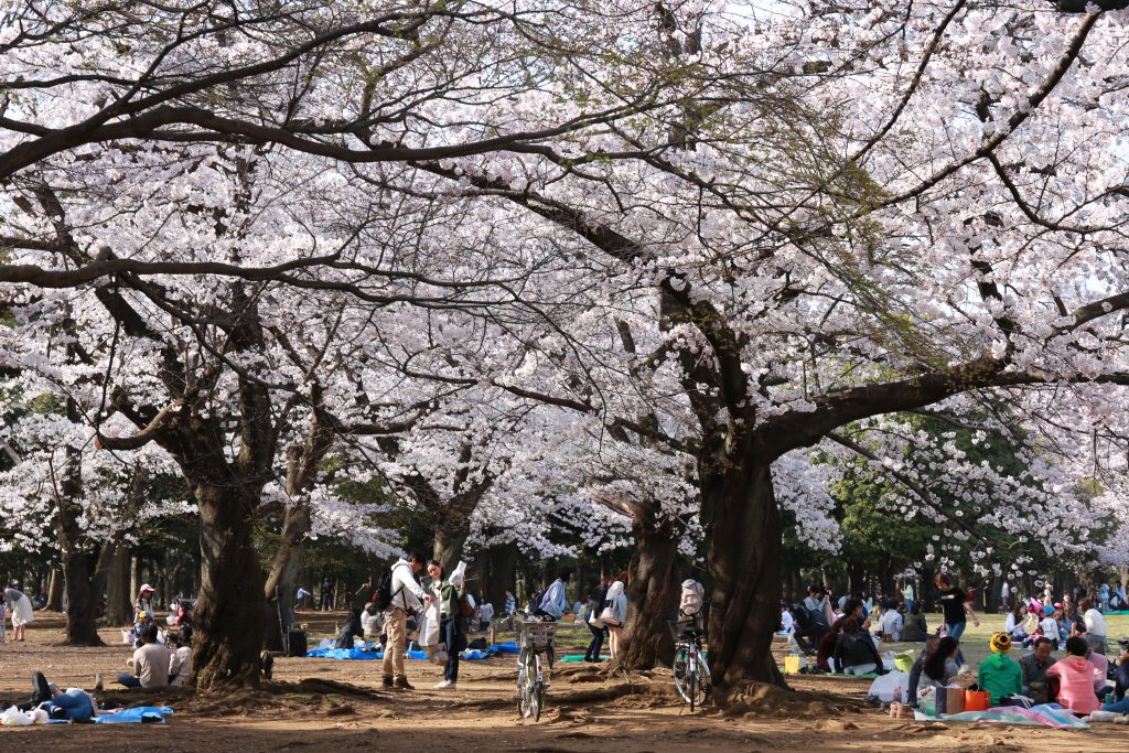 Cherry Blossoms in Ueno Park Tokyo