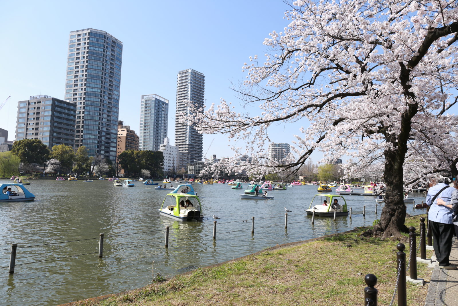 8 Best Places for Sakura Viewing in Tokyo | TiptoeingWorld