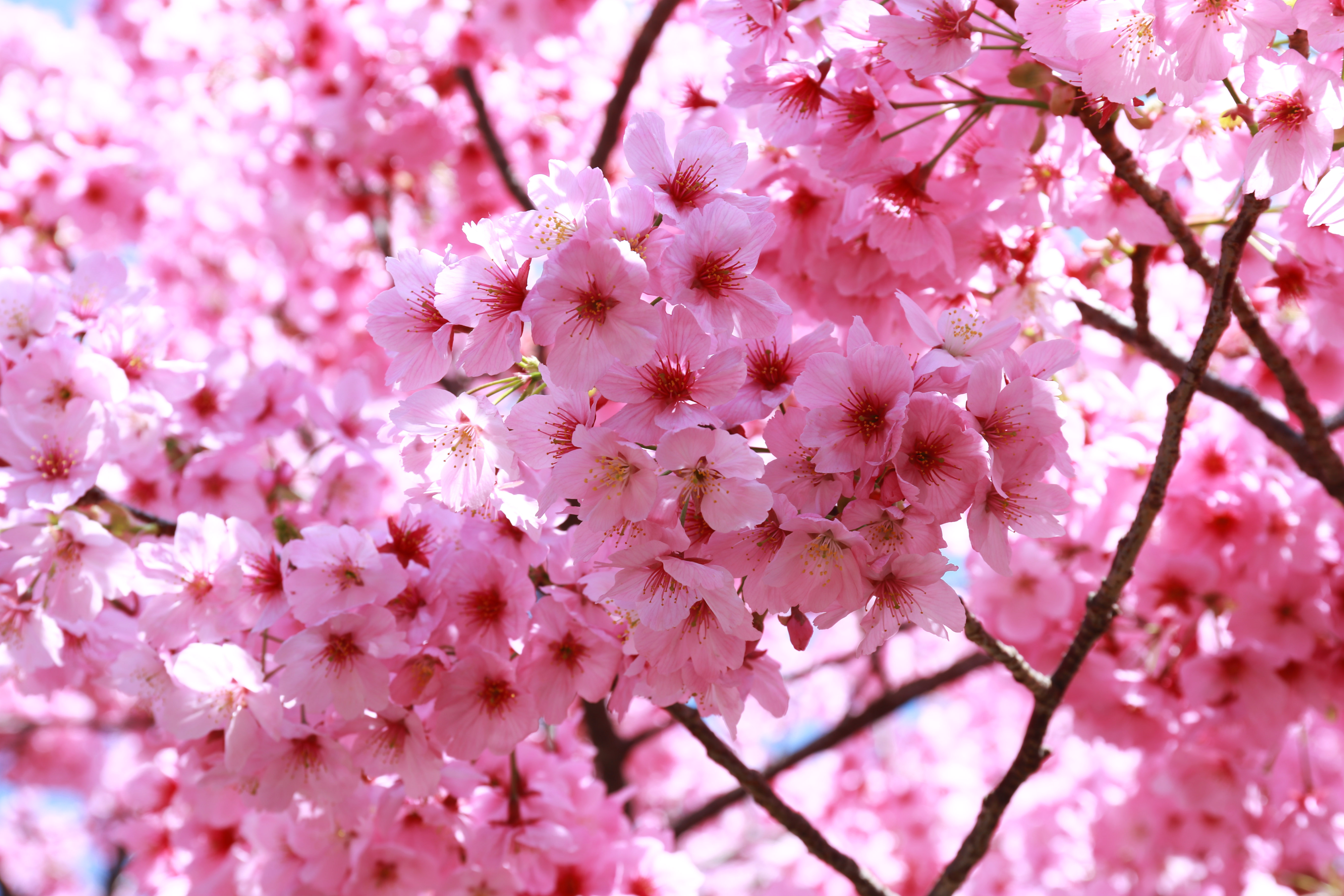 Pink Sakura  TiptoeingWorld