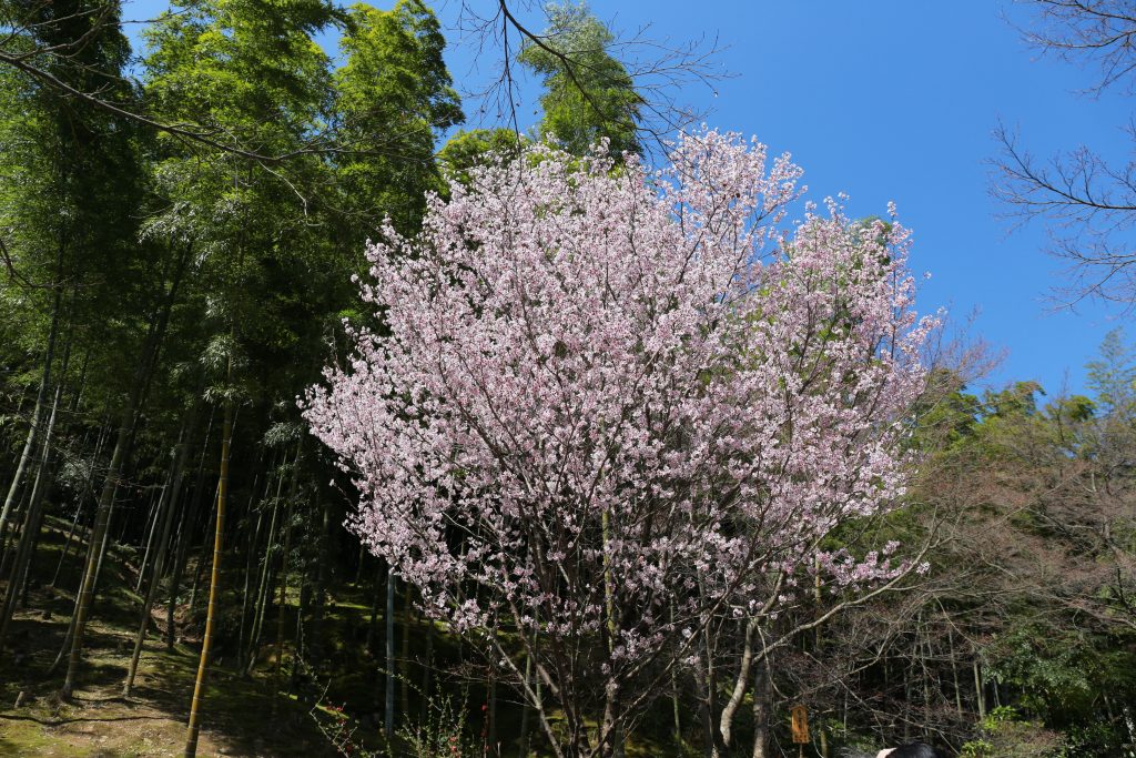 Sakura Kyoto