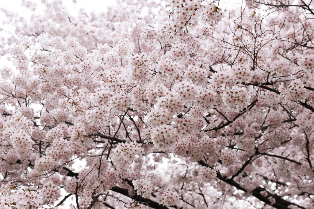 Cherry Blossoms in Tokyo