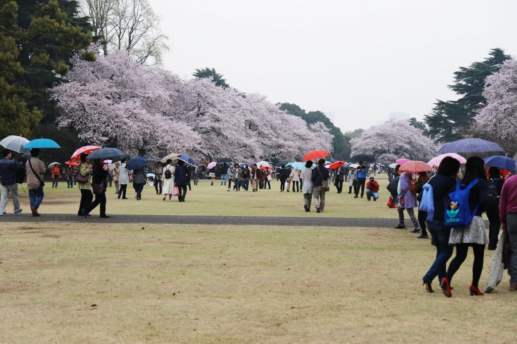 Cherry Blossoms in Shinjuku Gyoen Park Tokyo