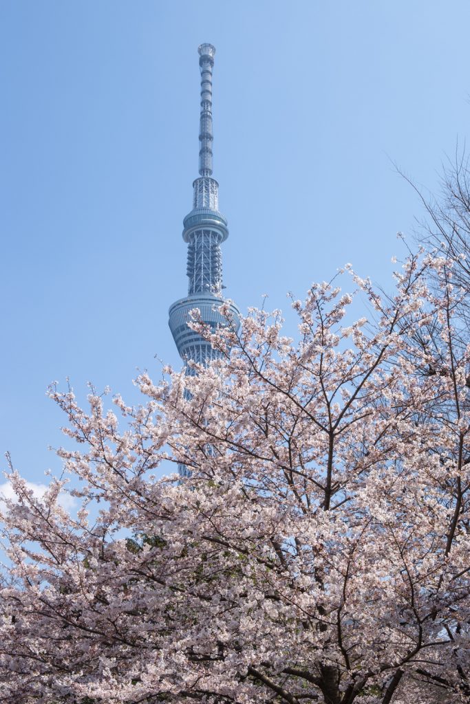 Skytree and Sakura at Sumida Park