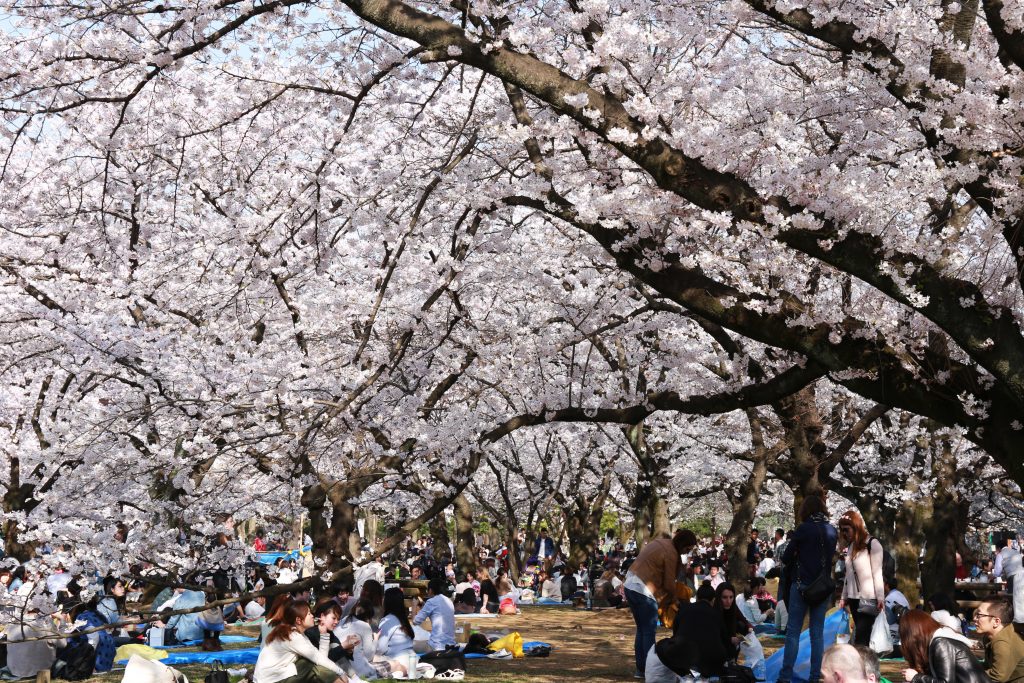 Cherry Blossoms in Yoyogi Koen Park