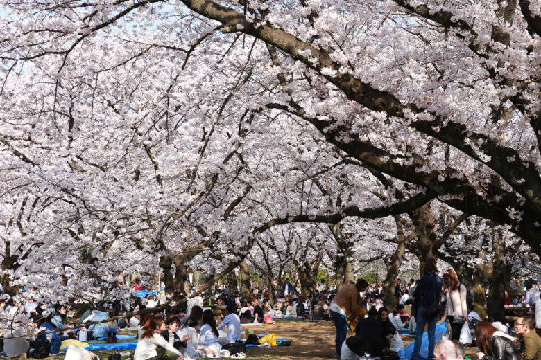 8 Best Places for Sakura Viewing in Tokyo | TiptoeingWorld