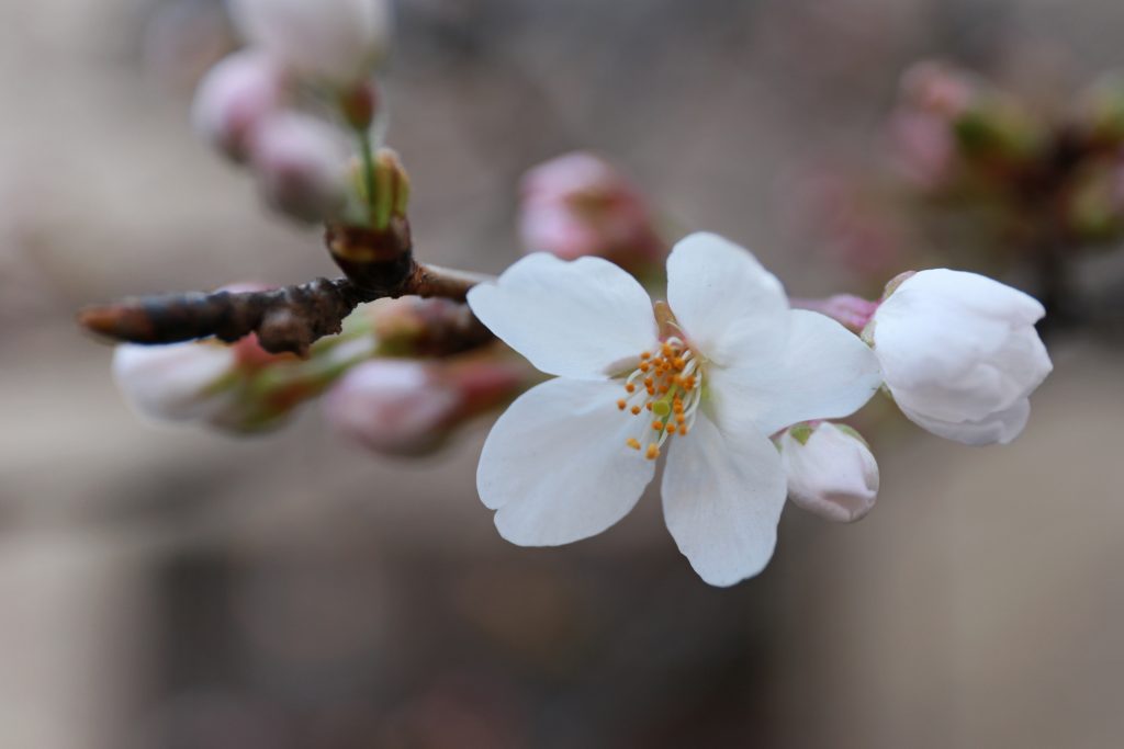 Sakura Cherry Blossoms