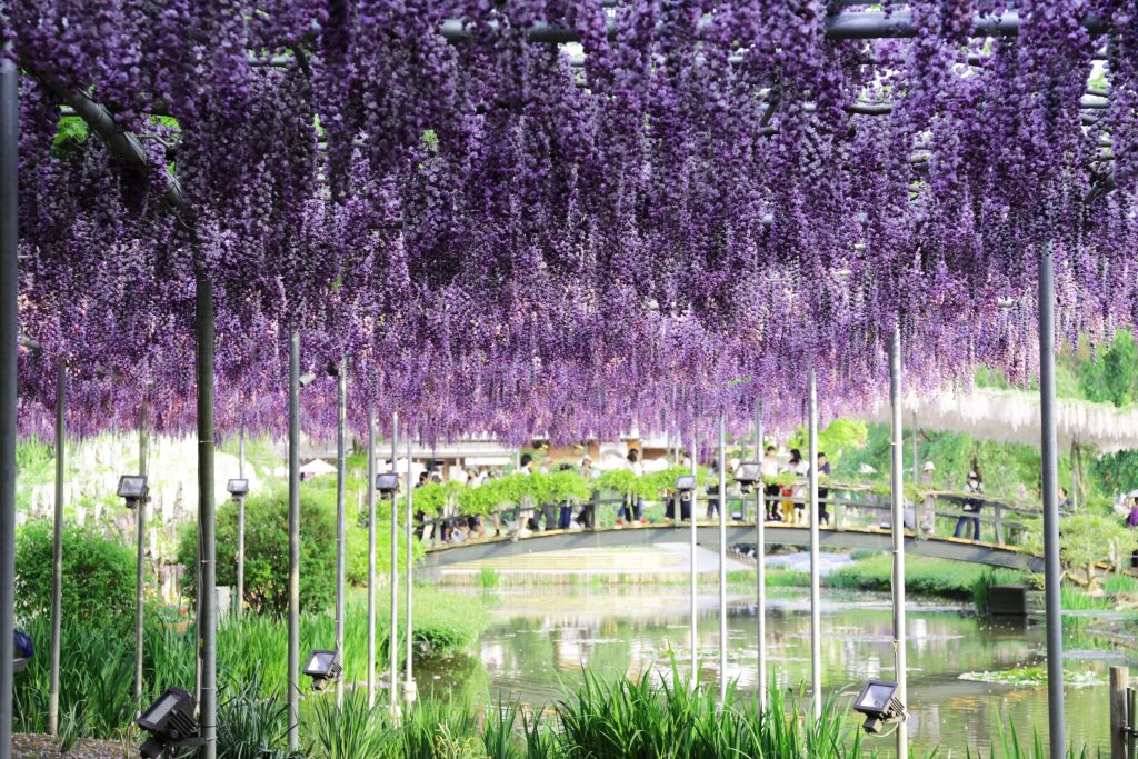 Ashikaga Park Wisteria