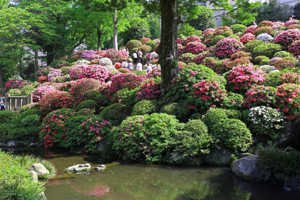 Azalea Bushes at Nezu Shrine