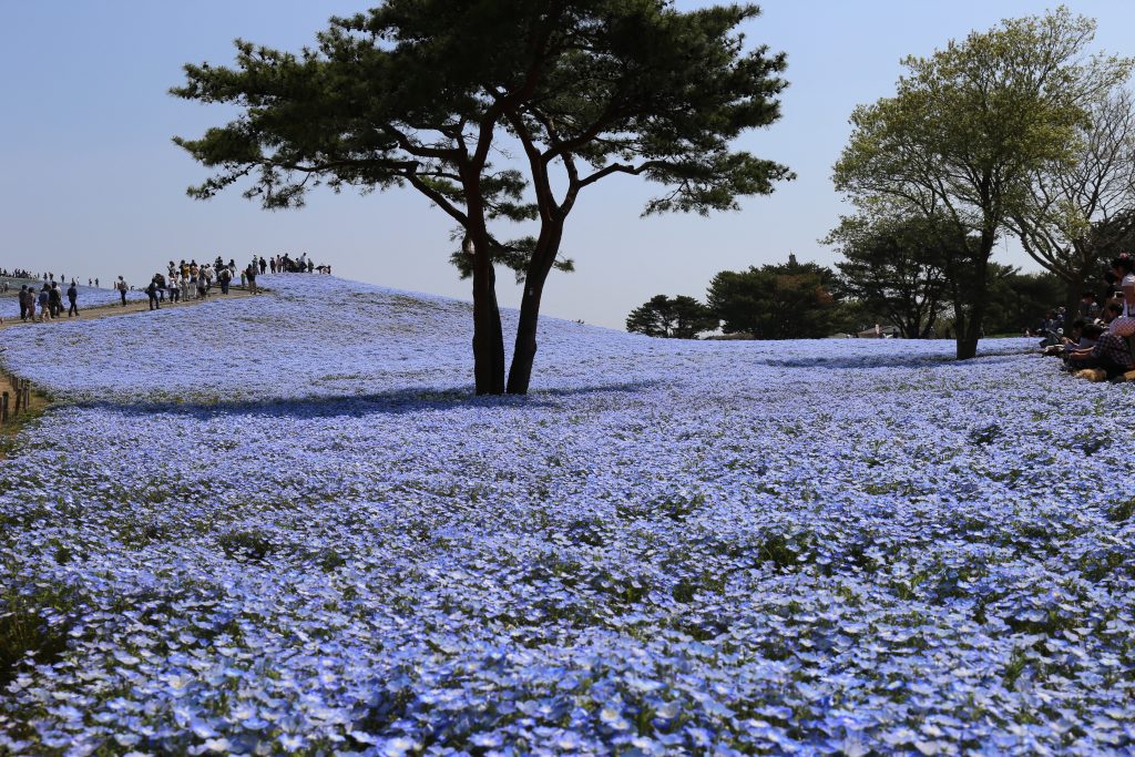 Blue Eyes Nemophila Japan