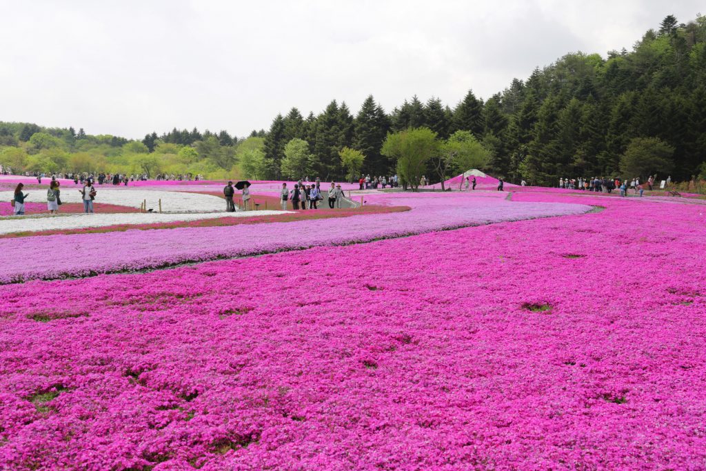 Fuji Shibazakura Matsuri