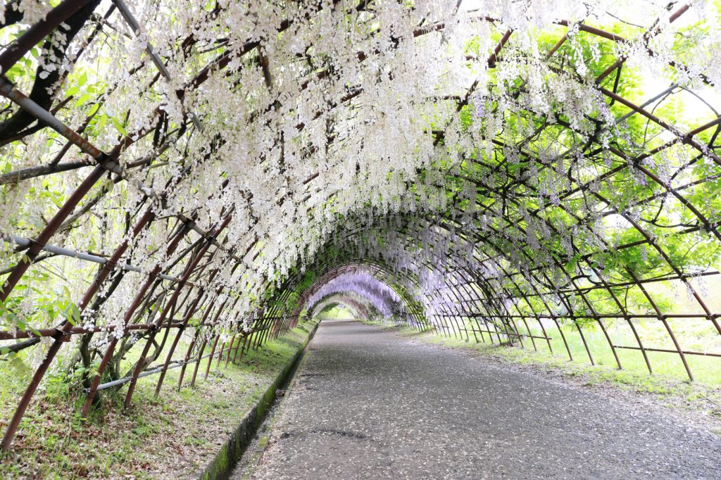 Kawachi Fuji Garden in Spring