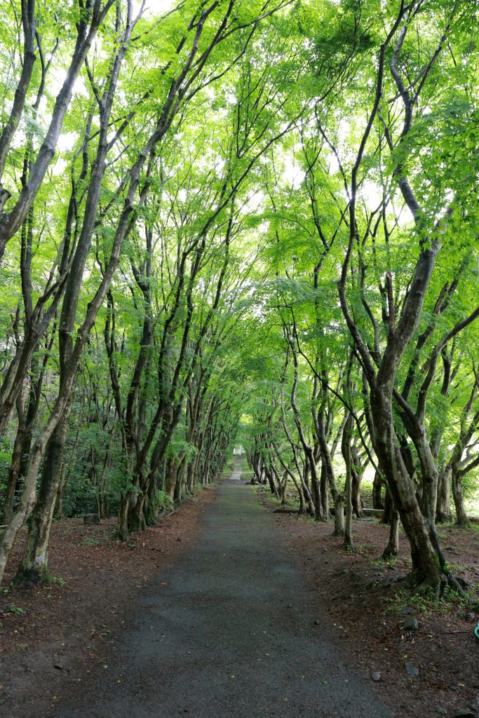 Inside Kawachi Fuji Garden