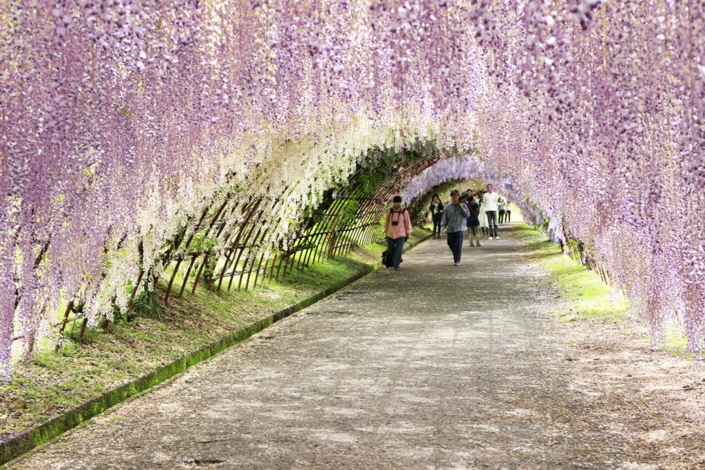 Kawachi Fuji Garden in Spring