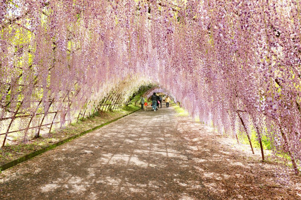 Kawachi Fuji Garden in Spring