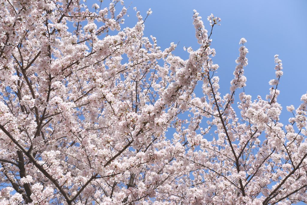 Sakura Cherry Blossom