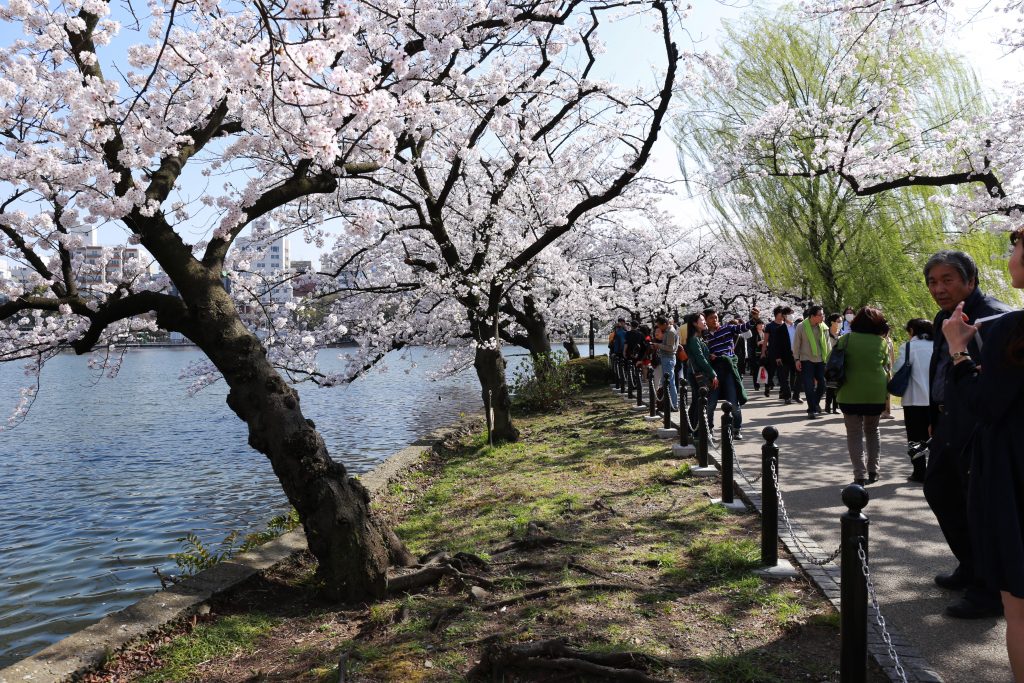 Ueno Park in Spring