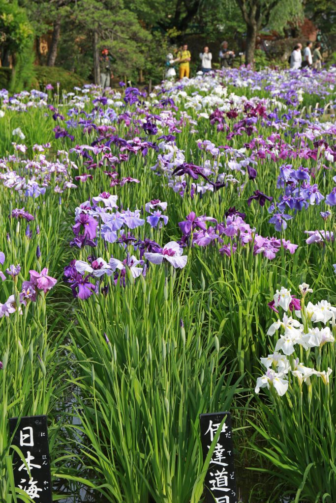 Iris Garden