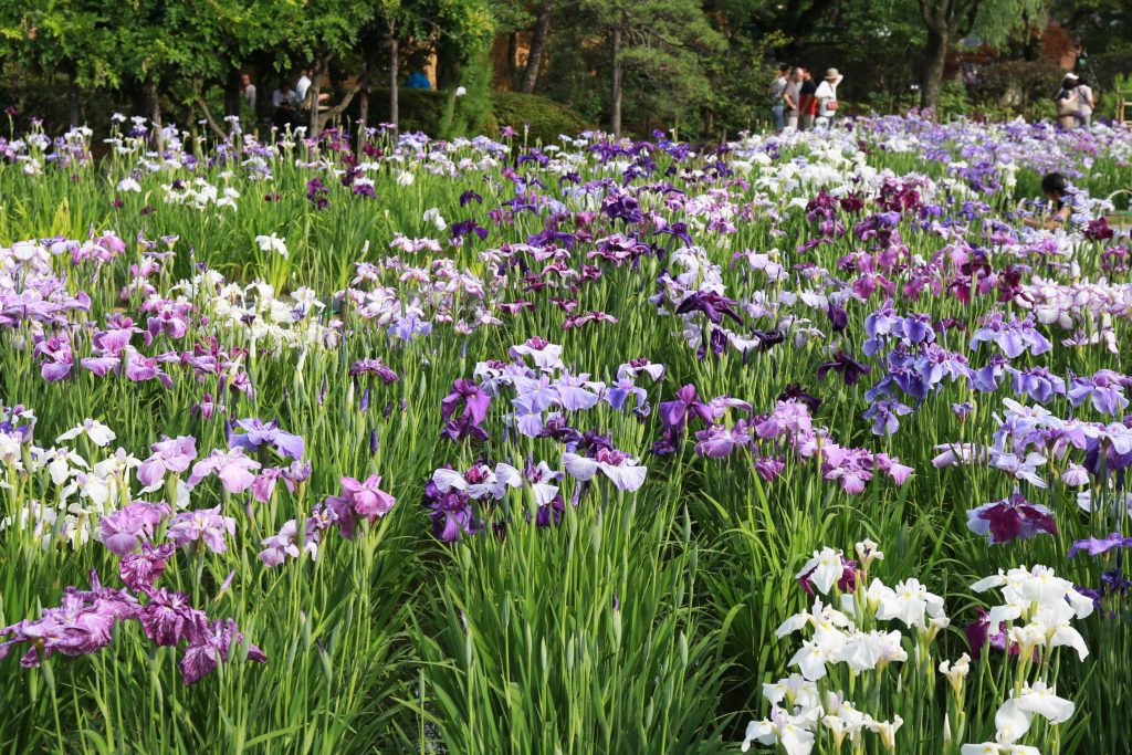 Iris Garden Tokyo