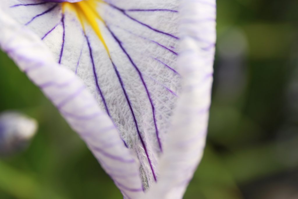 Iris in Macro Lens