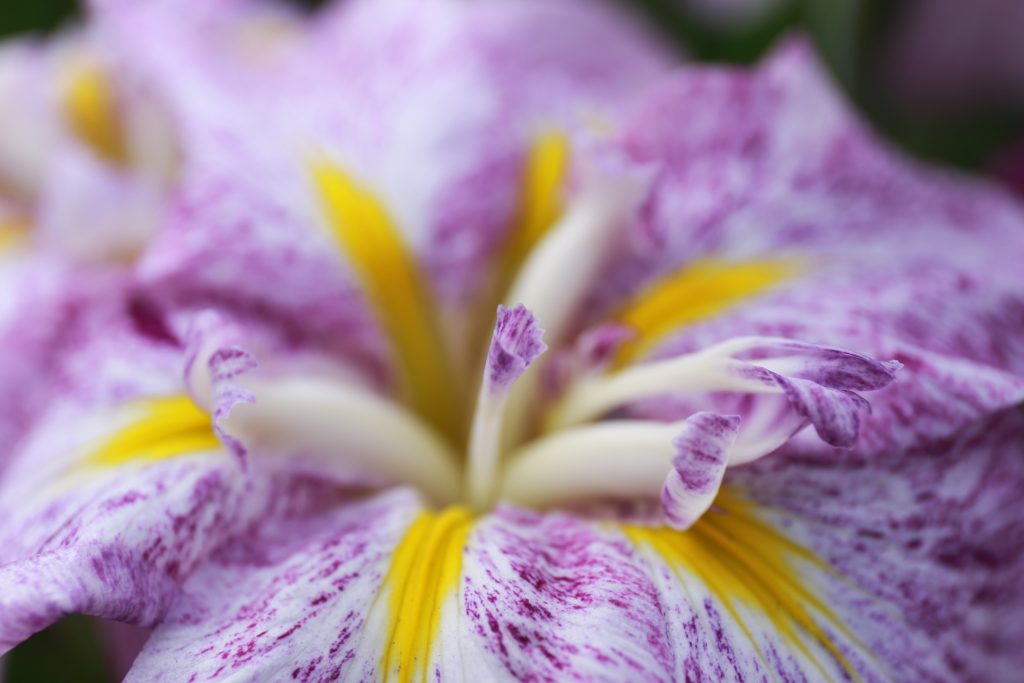 Japanese Iris