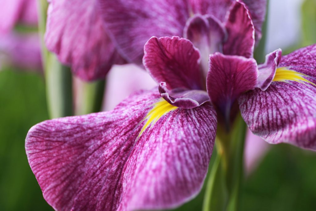 Japanese Purple Iris