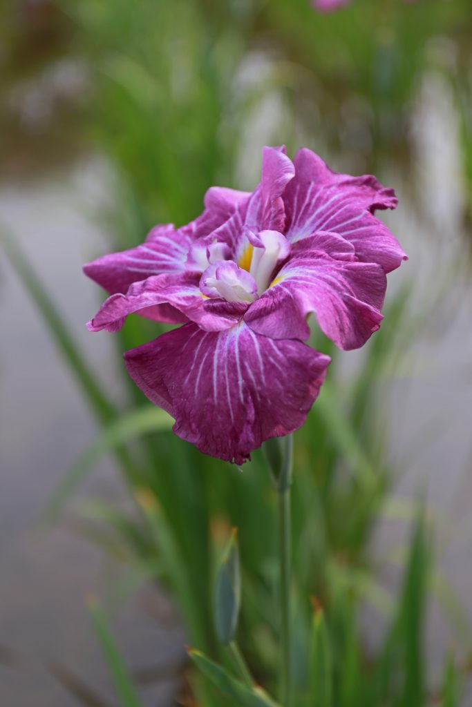 Purple Iris