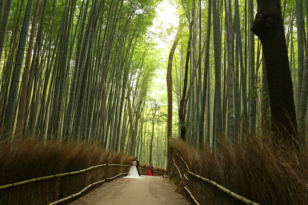 Kyoto Bamboo Grove Adashino Nenbutsuji Tiptoeingworld