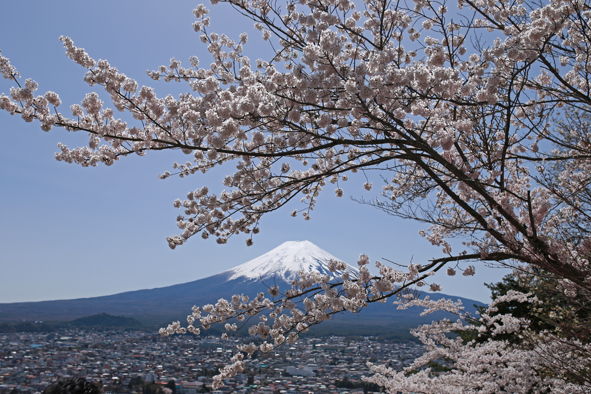 Cherry Blossoms and Mt Fuji