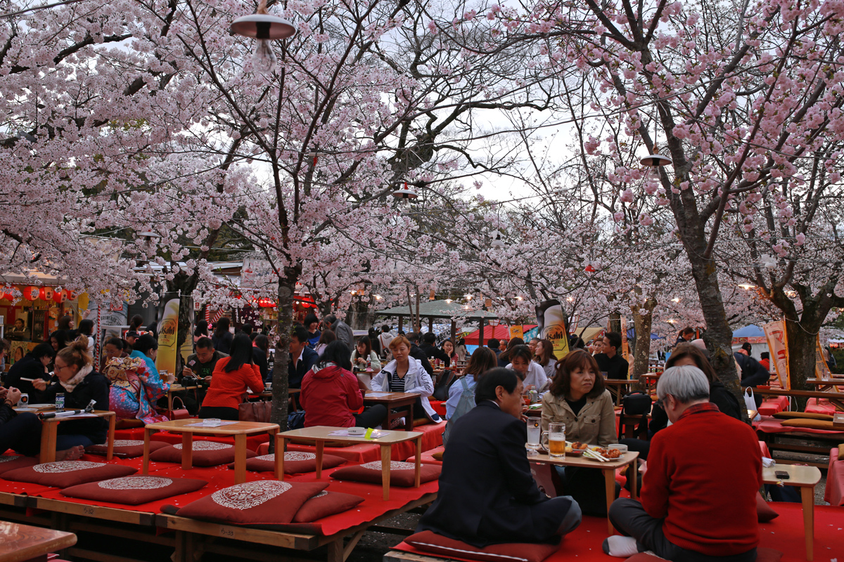 Maruyama Park in Spring