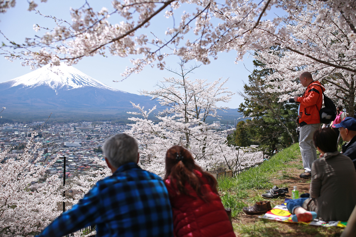 Picnic with View of Cherry Blossoms and Mt Fuji