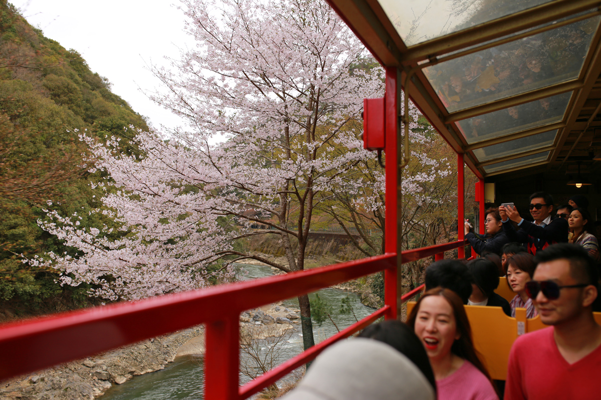 Sagano Scenic Railway Kyoto in Spring
