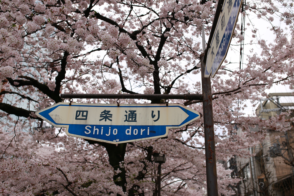 Sakura at Shijo-Kiyamachi