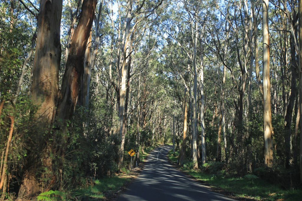 Australia Scenic Road Trip: Great Ocean Road | TiptoeingWorld