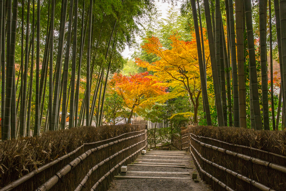 Grove arashiyama bamboo Exploring The