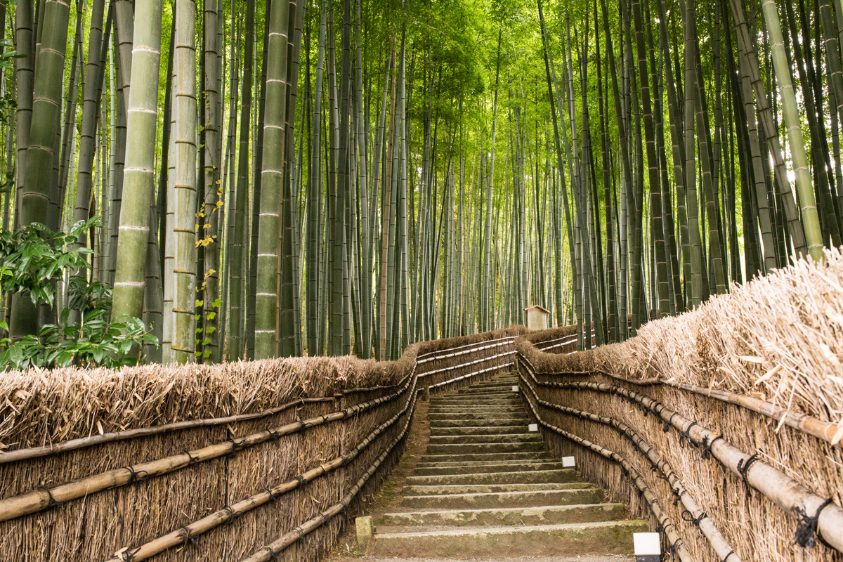 Kyoto Bamboo Grove Adashino Nenbutsuji Tiptoeingworld