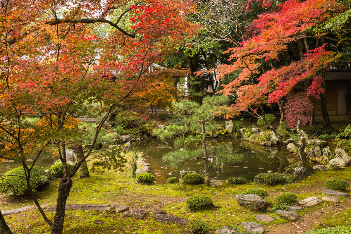 Autumn Foliage in Kyoto: Daikaku-ji Temple