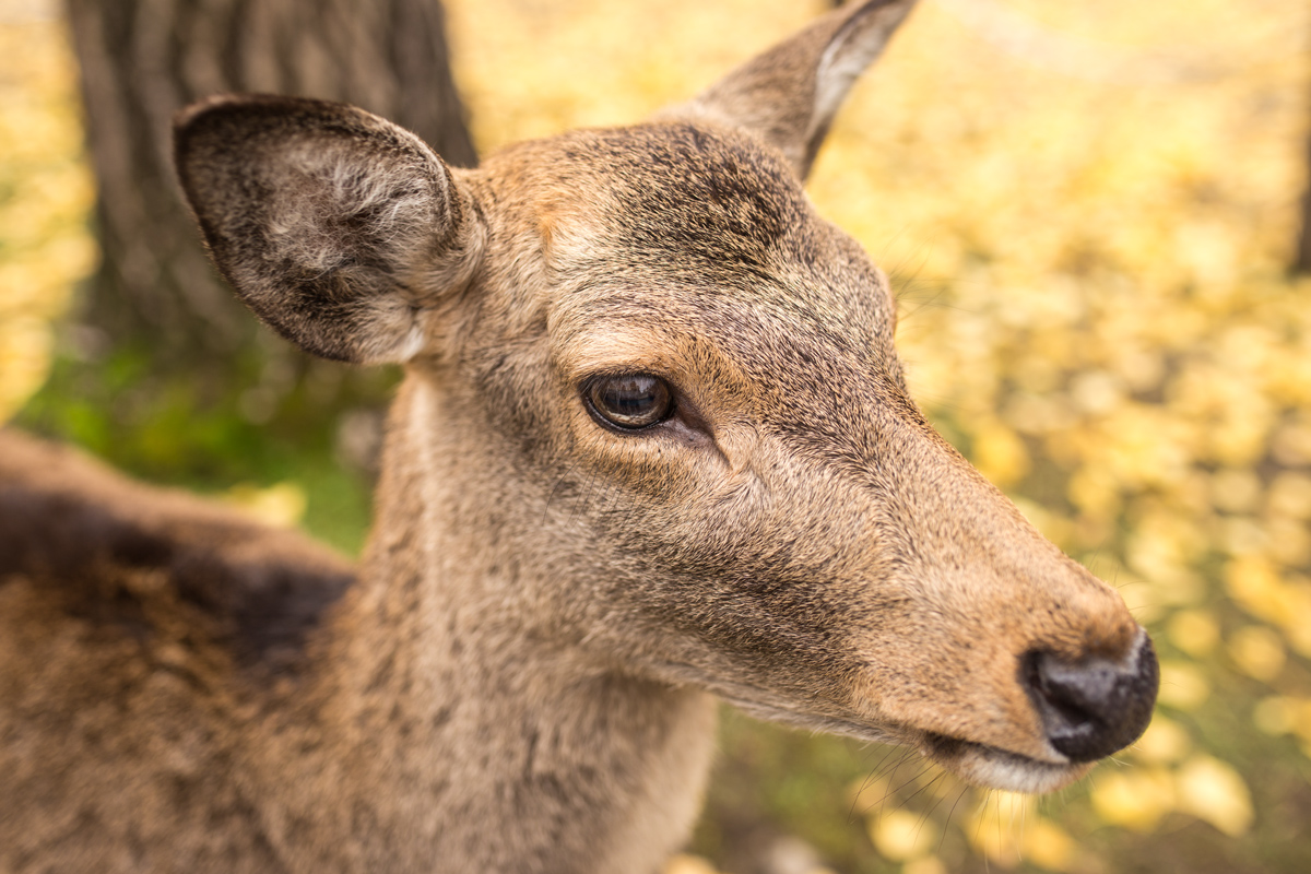 deer-on-ginkgo-leaves