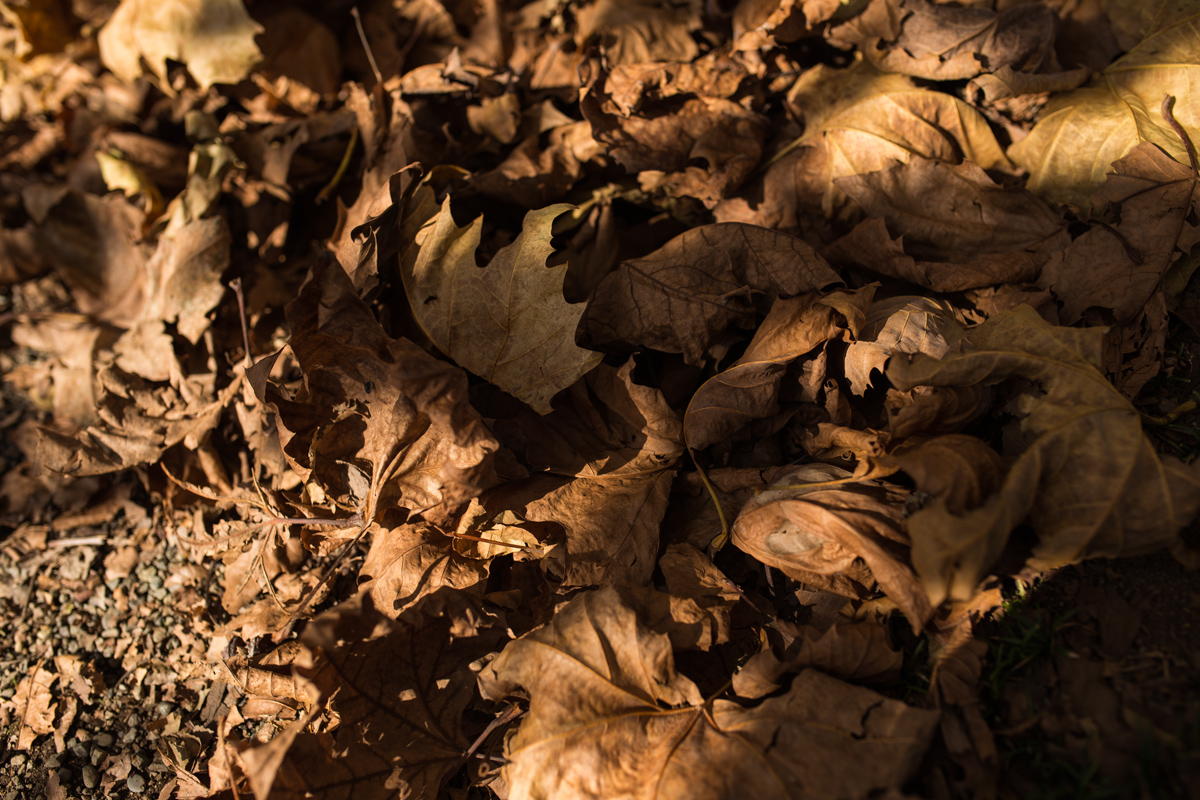 fallen-maple-leaves