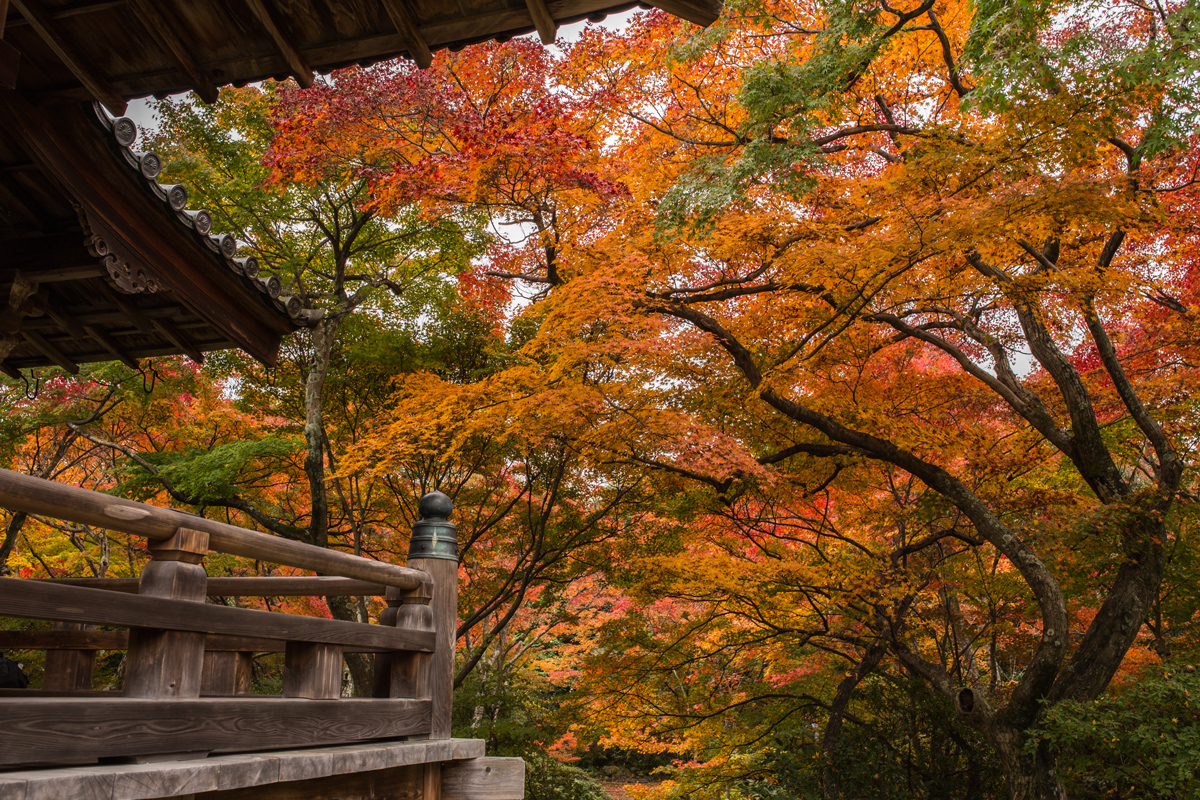 Best Autumn Leaves in Kyoto: Hokyo-in Temple