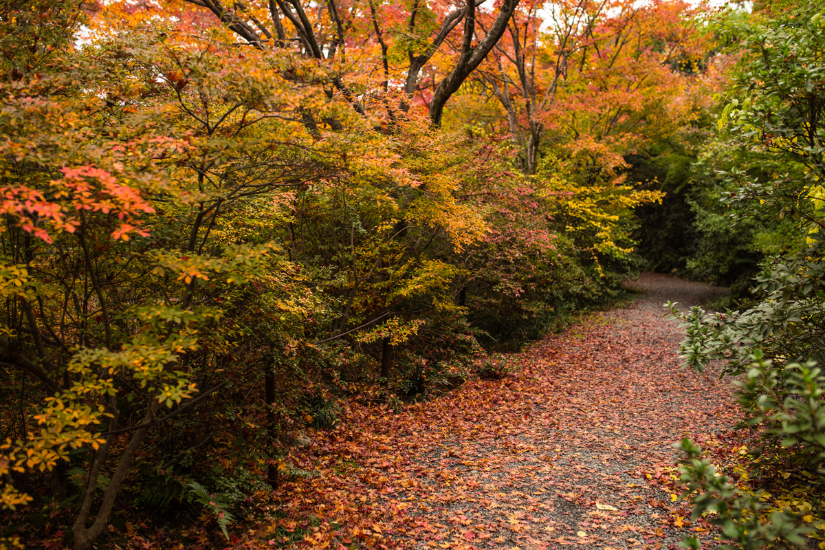 Best Autumn Foliage in Kyoto: Hokyo-in