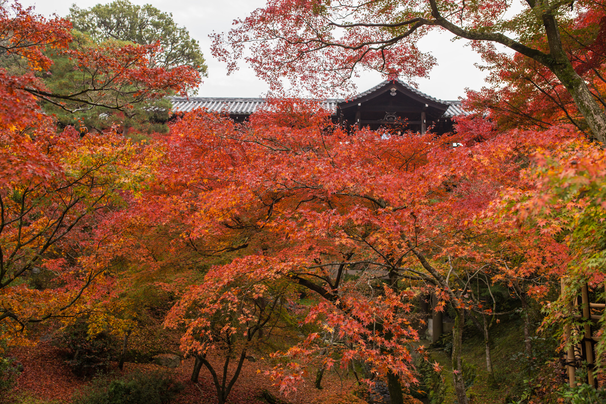 Autumn Foliage in Kyoto: Tofuku-ji Temple