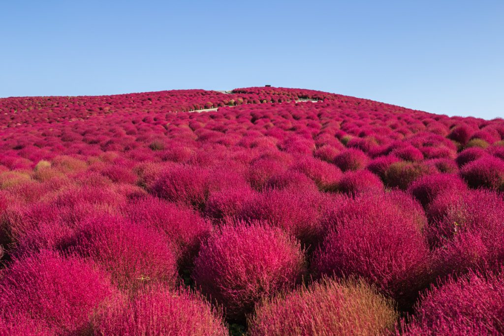 Red Kochia