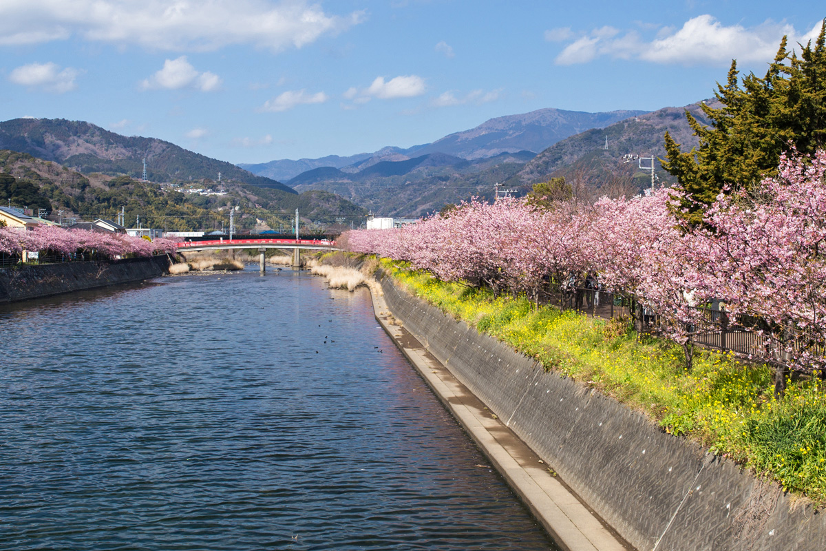 Kawazu Cherry Blossoms from Hama Bridge